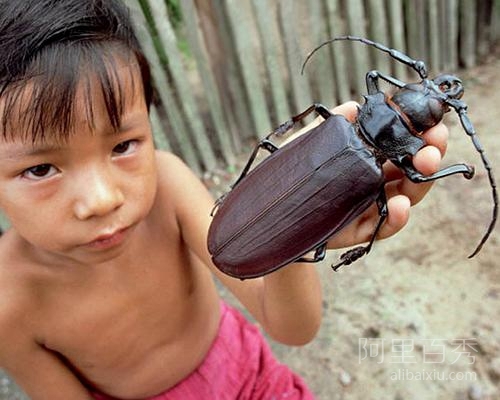 世界最大昆虫——泰坦大天牛，能一口咬断铅笔--阿里百秀