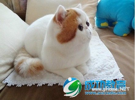 猫一样的高冷人生网红萌宠猫叔和红小胖组图 