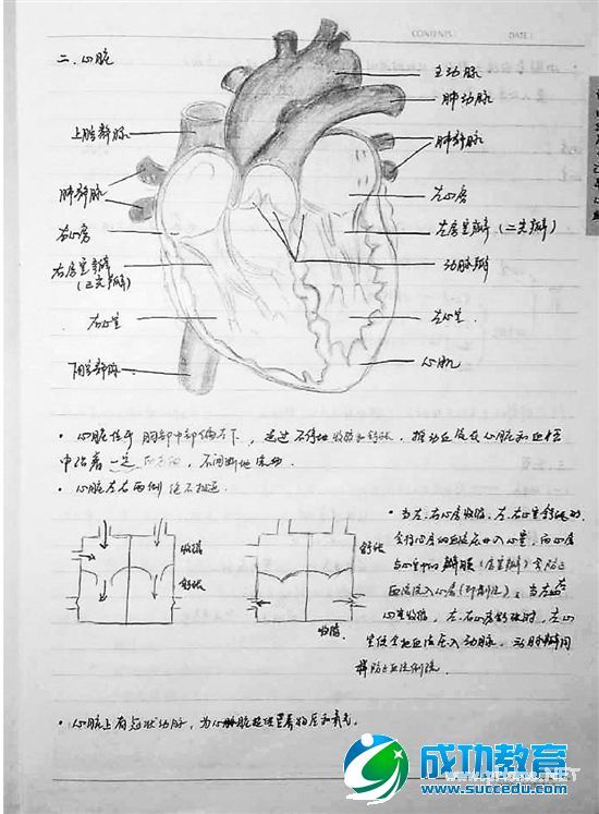 初三学生将生物笔记画成画好玩有趣又实用(图) 