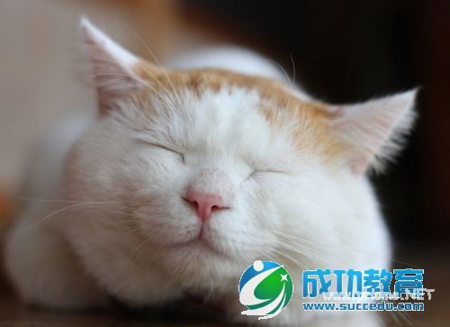 猫一样的高冷人生网红萌宠猫叔和红小胖组图 