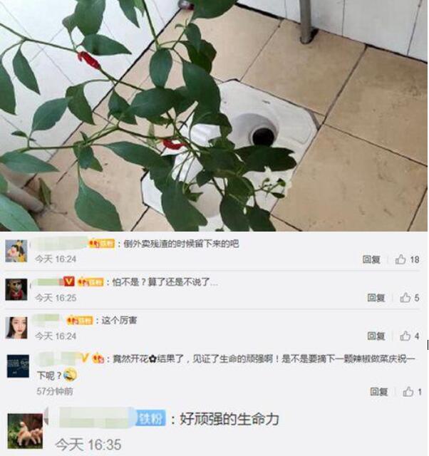 种子哪来的？时隔8个月返校宿舍长出辣椒，网友：比我妈种地还好