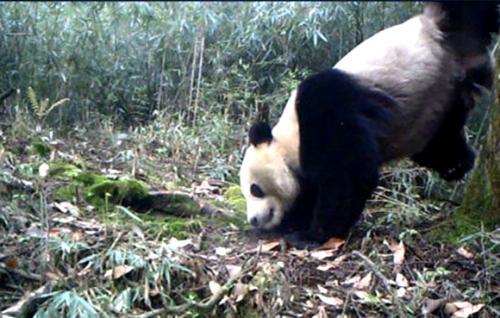 惊呆了!野生大熊猫倒立撒尿被拍下, 原来是为了