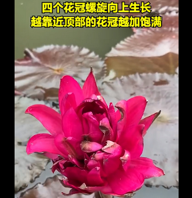 广州莲花山首次发现四蒂莲，宛若团团火焰，网友：一定要保护好