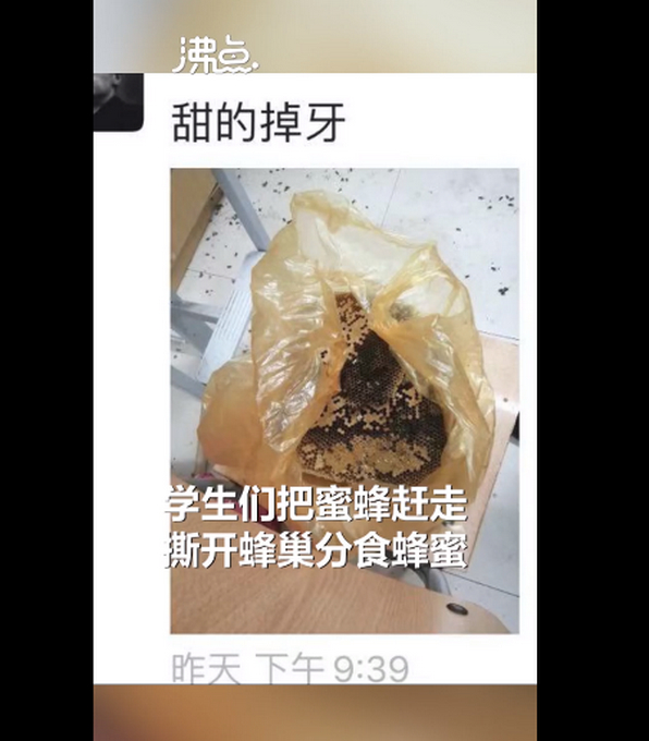 “甜的掉牙！”宿舍衣柜惊现蜂窝学生分食蜂蜜，网友：最惨宿舍入侵物