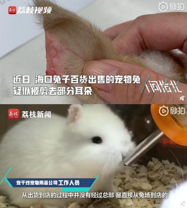 不是个例!宠物店回应为抬价剪兔耳,到底是怎么回事?