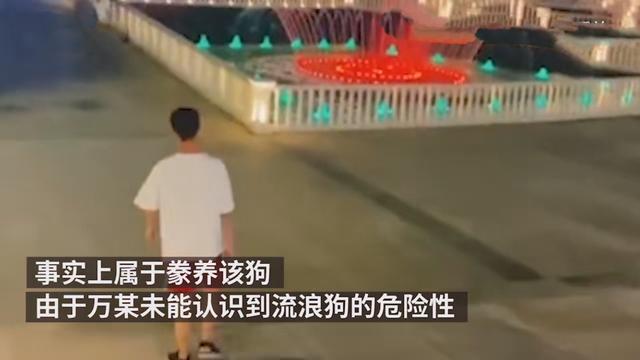 爱心也有错？流浪狗撞伤老人投喂者赔4万，具体是怎么回事？