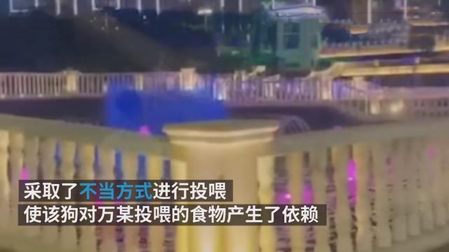 爱心也有错？流浪狗撞伤老人投喂者赔4万，具体是怎么回事？