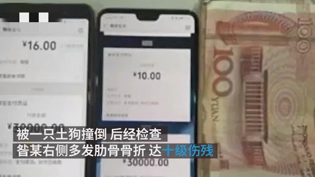 爱心也有错？流浪狗撞伤老人投喂者赔4万，具体是怎么回事？