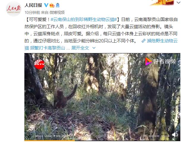 【神兽出没】云南保山拍到珍稀野生动物云猫 每只云猫云彩状斑点各异