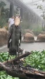 王者降临！日本鲸头鹳狂风暴雨中一动不动，一脸呆萌像极了鲸头鹳的二哈