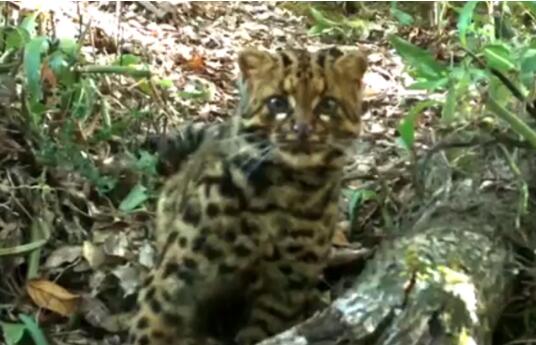 罕见至极!云南保山拍到珍稀野生动物云猫 曾一度在国内消失了30年