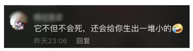 太扎心了！蟑螂被盖在锅盖下20天 实实在在的打不死的小强