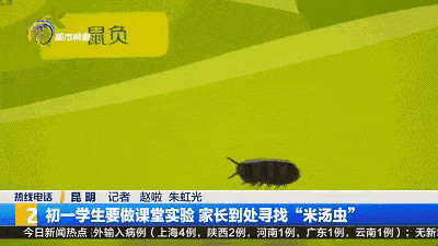 新天敌！昆明9万学生全城找鼠妇做实验 “米汤虫”到底是什么?