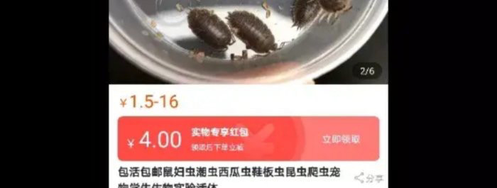 新天敌！昆明9万学生全城找鼠妇做实验 “米汤虫”到底是什么?