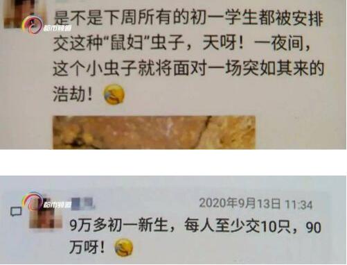 瑟瑟发抖！昆明9万学生全城找鼠妇做实验 鼠妇是什么虫？