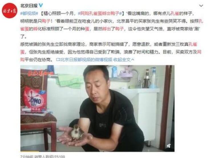 惊喜不惊喜？男子网购孔雀蛋孵出鸭子 鸭：再等等 可能变天鹅