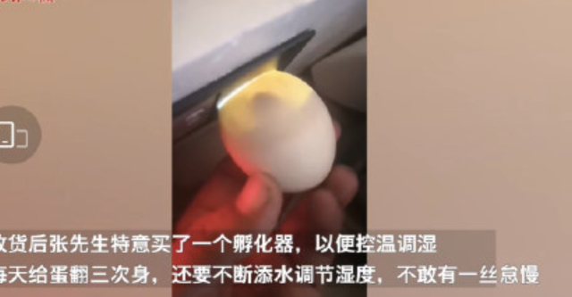 哭笑不得！男子网购孔雀蛋孵出鸭子 到底发生了什么？