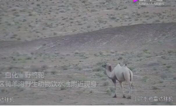 【骆驼中的高富帅】甘肃发现首例白化野骆驼 天然白色的驼毛价值高