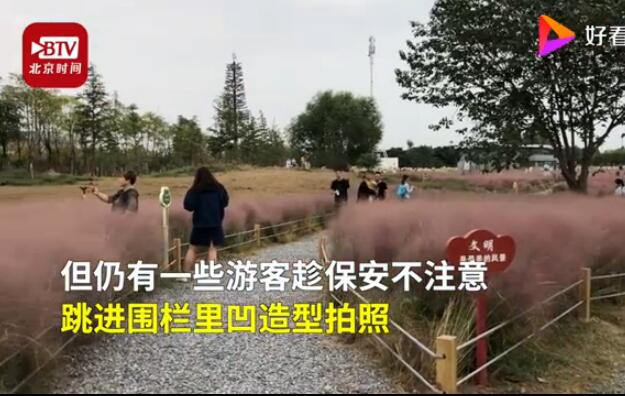 游客跳进网红粉黛花海拍照 开放10多天多处乱子草倒伏