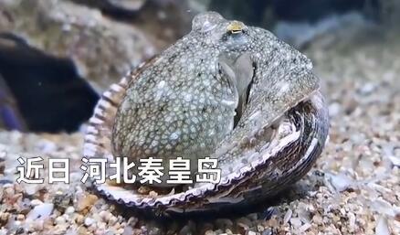 成精了！章鱼拆贝壳当房门求安全感 水族爱好者拍下罕见一幕