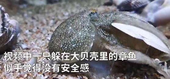 成精了！章鱼拆贝壳当房门求安全感 水族爱好者拍下罕见一幕