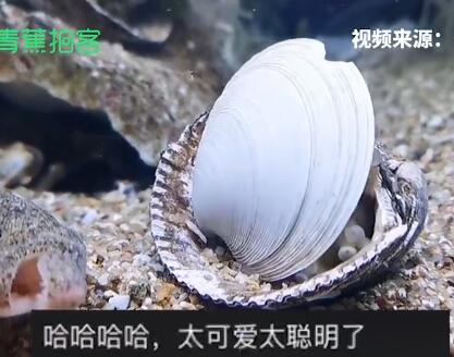 成精了！章鱼拆贝壳当房门求安全感 水族爱好者拍下罕见一幕