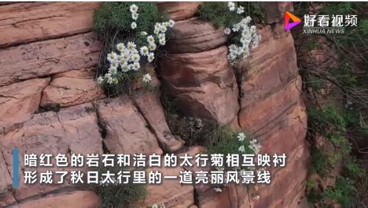 壮观!悬崖峭壁上太行菊怒放