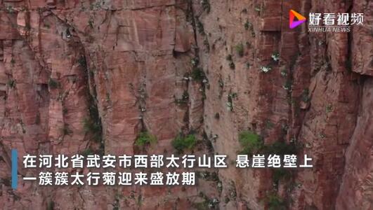 壮观!悬崖峭壁上太行菊怒放