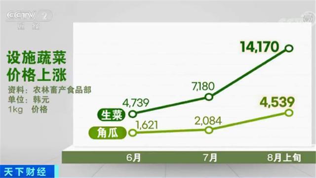 【围观】韩国大白菜涨价至62元一棵 江原道发生两伙盗贼同时偷白菜案件