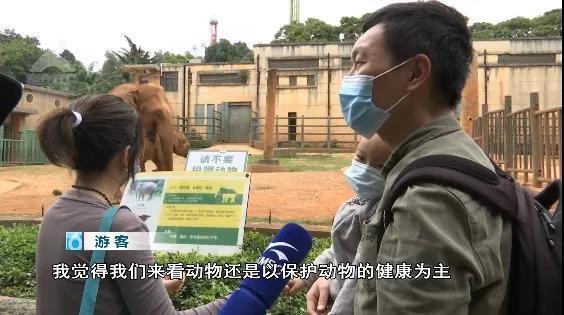 咋回事?游客用裹塑料袋苹果投喂大象 到底发生了什么？