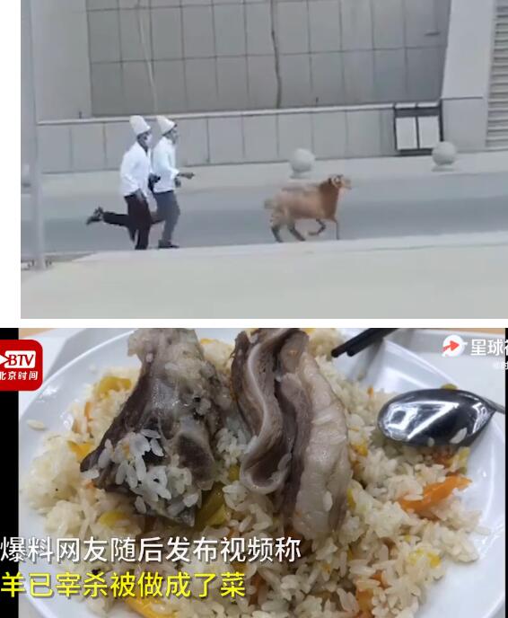 奔跑的羊肉串！新疆高校食堂大叔校园里追羊