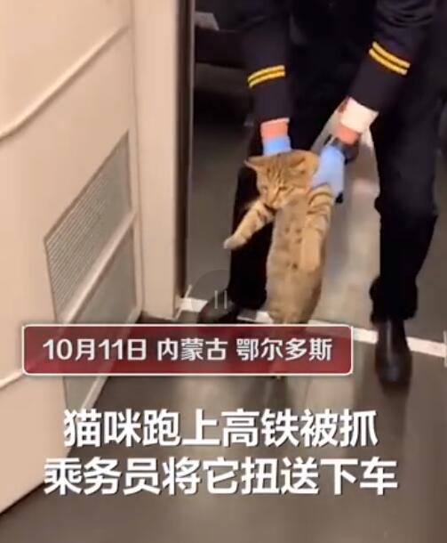 可可爱爱！猫咪蹭坐高铁被强制送下车 走出灵魂小碎步