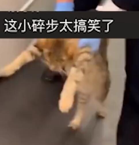 可可爱爱！猫咪蹭坐高铁被强制送下车 走出灵魂小碎步