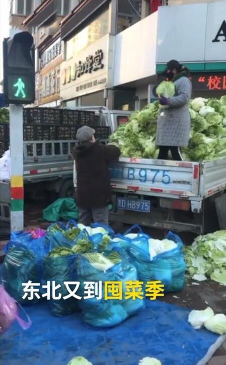 被吓到了？东北大娘雇车囤300斤白菜 其实不过是正常操作而已