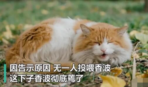 【破案了】北大流浪猫因抓人被连贴12张告示意外走红