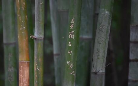 【伤痕累累】成都大熊猫基地景观竹遭游客刻划 情侣乱刻情话引热议