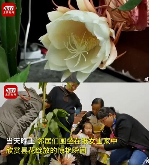 极为罕见！居民家中昙花4个月开了3次 双花齐绽美炸了