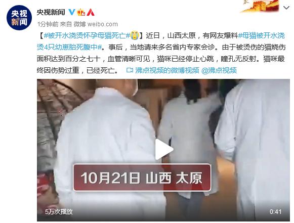 【后续】愿天堂没有伤害！被开水浇烫怀孕母猫死亡 施暴者已被惩罚