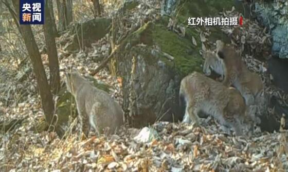 【珍贵影像】小兴安岭首次找到东北虎吃熊证据