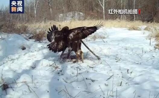 【珍贵影像】小兴安岭首次找到东北虎吃熊证据