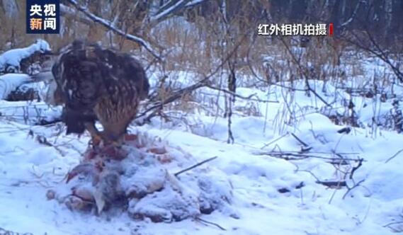 【珍贵影像】小兴安岭首次找到东北虎吃熊证据