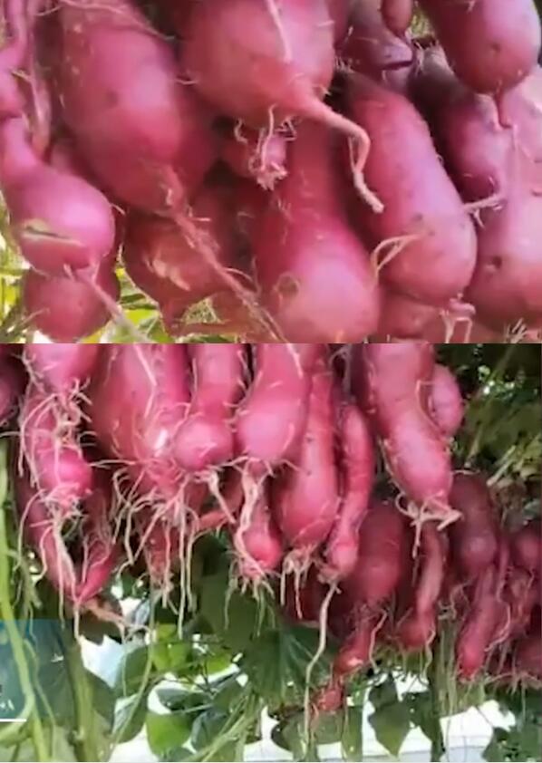 神奇!退休专家牵牛花嫁接种出空中红薯,味道如何?