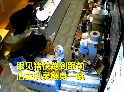 什么操作?野猪窜进奶茶店吓坏女店员,逛店一圈后纵身一跃离场