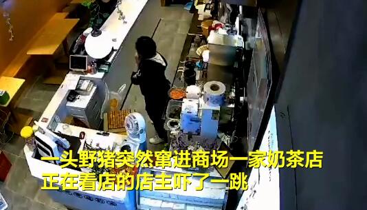 什么操作?野猪窜进奶茶店吓坏女店员,逛店一圈后纵身一跃离场