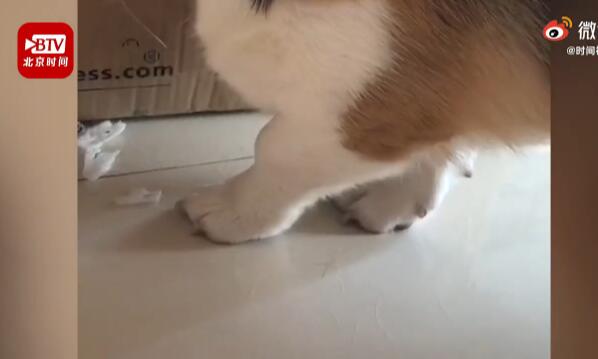 当时我可害怕了!柯基偷吃红薯被训腿不停颤抖