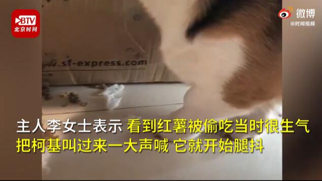 当时我可害怕了!柯基偷吃红薯被训腿不停颤抖