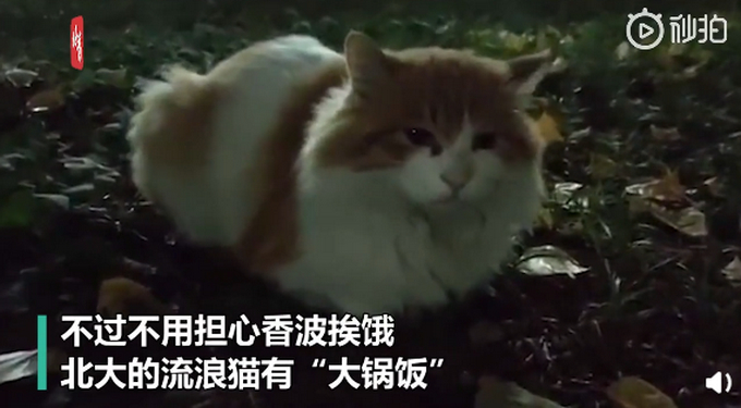 骗吃骗喝!北大流浪猫因抓人被连贴12张告示,提议大家勿投喂