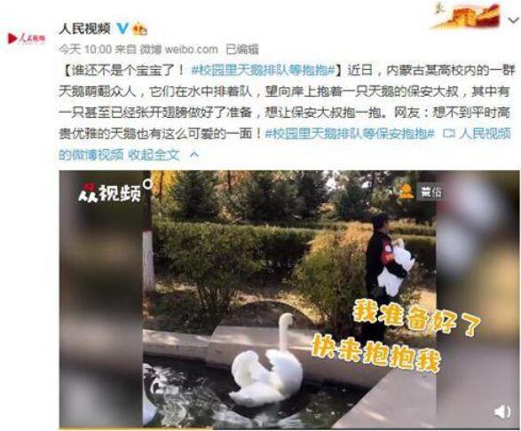 萌翻了！校园里天鹅排队等保安抱抱，高贵的天鹅也有可爱的一面