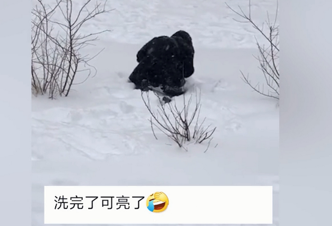 东北大妈用雪洗貂皮大衣 网友：学到了！现在就缺雪了！