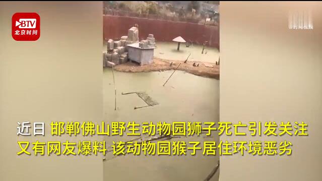 邯郸动物园猴子住绿藻污水池 总经理回应说了什么？